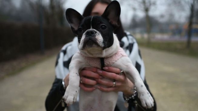 Können wir jetzt genau feststellen, wie alt unser Hund ist?