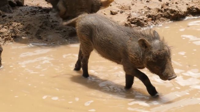 Riesen-Schlammbad: Baby-Warzenschwein in seinem Element