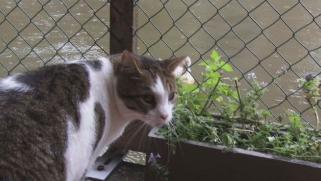 Es begann im Briefkasten: Das Katzen-Boot von Amsterdam