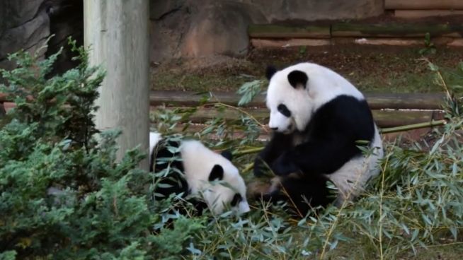 Putzige Pandas: Ya Lun und Xi Lun auf Keksjagd